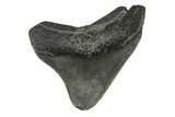 Juvenile Megalodon Tooth - South Carolina #171200-1